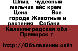 Шпиц - чудесный мальчик айс-крем › Цена ­ 20 000 - Все города Животные и растения » Собаки   . Калининградская обл.,Приморск г.